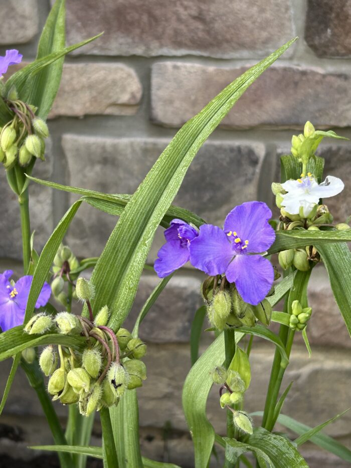 picture of a purple spiderwort plant